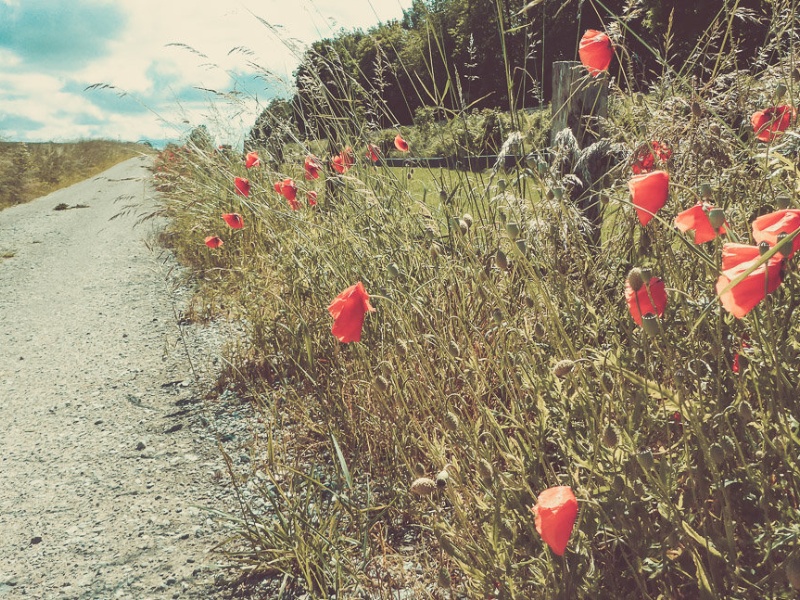 Mohn am Weg